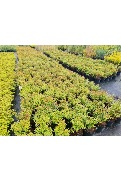 Спірея японська Голдфлейм - 5л/вис.40-50см/Ø30-40см